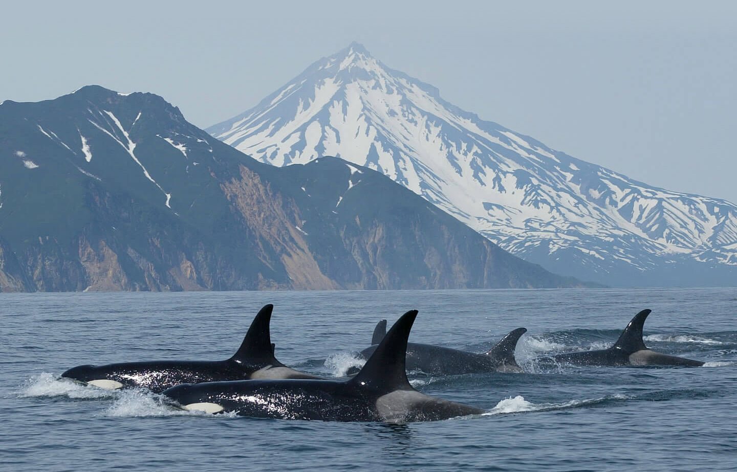 orcas_global_bg