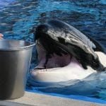 corky-orca-seaworld-rob-lott